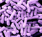 Bifidobacterium lactis