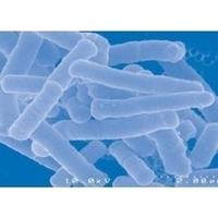 Lactobacillus acidophilus