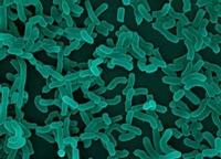 Lactobacillus casei