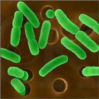 Lactobacillus fermentum