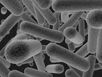 Lactobacillus helveticus