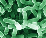 Lactobacillus reuteri