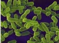 Lactobacillus Rhamnosus