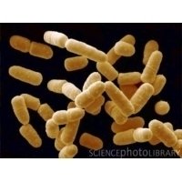 Lactobacillus Salivarius
