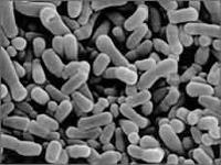 Specific premix of probiotic