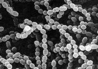 Streptococcus thermophilus