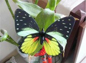Imitation Butterfly
