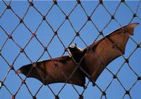 Bat Netting