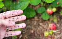 Garden Bird Netting