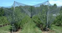 Hail Netting