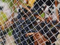 Knotless Bird Netting
