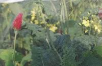 Butterfly Protection Netting
