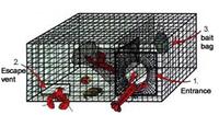  Lobster Trap