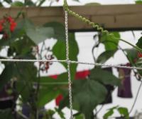 Trellis Netting