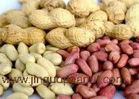 peanut in shell