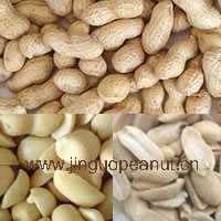 roasted peanuts in shell