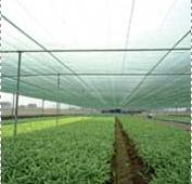 anti-insect netting