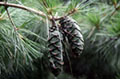 pine nut kernels