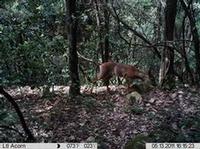 game camera