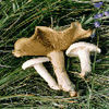 mushrooms
