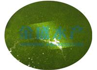 	 Concentrated chlorella liquid