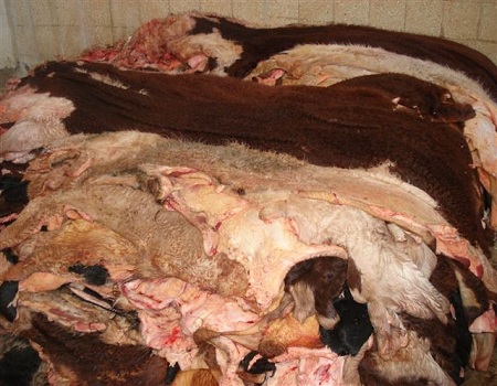  Quality Wet Salted Cow hides 