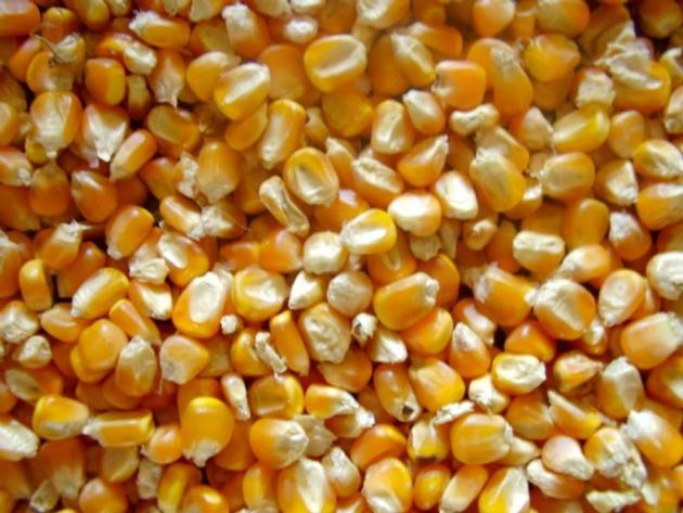  Best quality yellow maize for animal feeds 