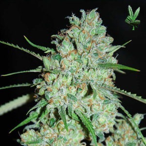 Kush