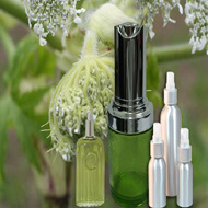 Angelica Root Essential Oil