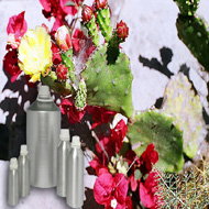 Anise Essential Oil
