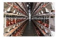 Automatic poultry equipment 