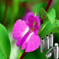 Balsam Essential Oil
