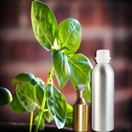 Basil Essential Oil