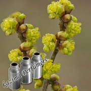 Benzoin Pure Essential Oil