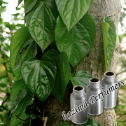 Betel Leaf Oil