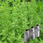 Black Cumin Seed Oil