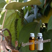 Black Pepper Oil