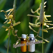 Calamus Oil