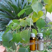 Camphor Oil 