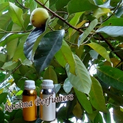 Cardamom Oil