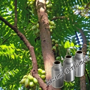 Cardamom seed Oil