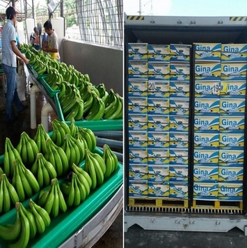 Fresh Green Cavendish Banana