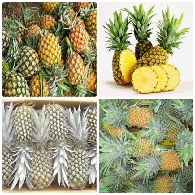 FRESH PINEAPPLES