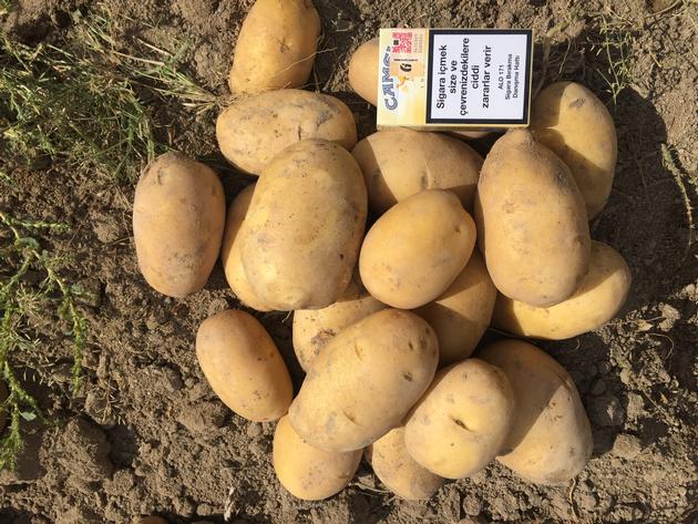 Fresh Potatoes