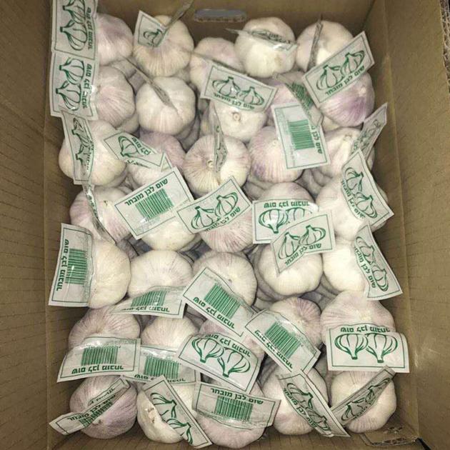 Fresh Normal White Garlic