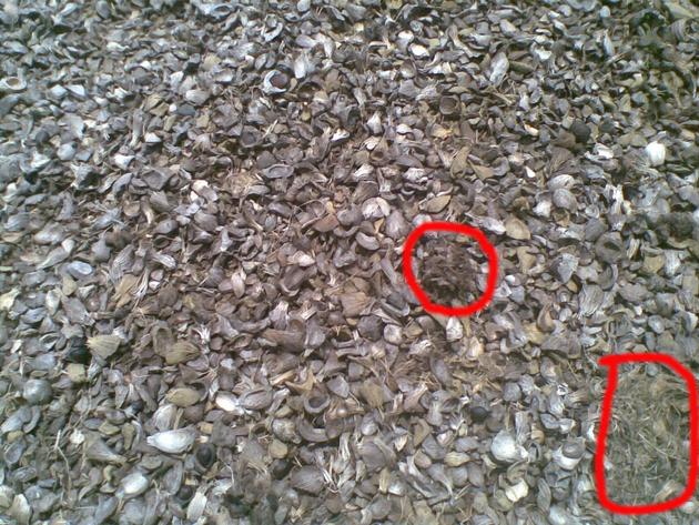 Palm Kernel Shell