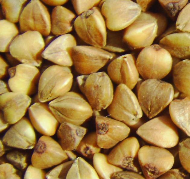 High Quality Roasted Buckwheat Kernel
