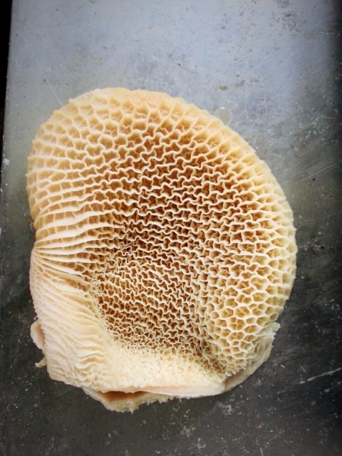 Iranoffal