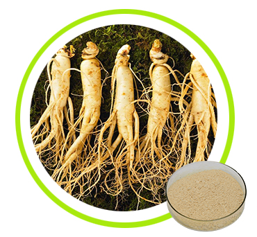 Ginseng Root Extract Ginsenosides 10% 20% 30% 50% 80% 