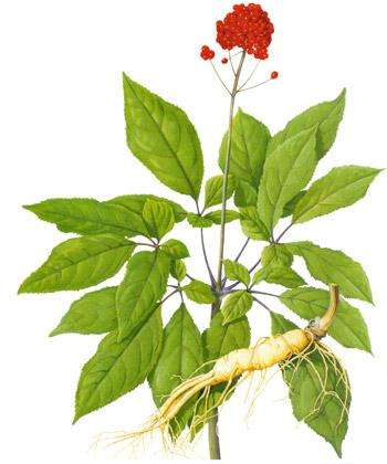  Ginseng Extract